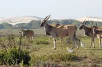 Safari Adventure in South Africa