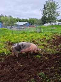 The pretty animals of Iceland