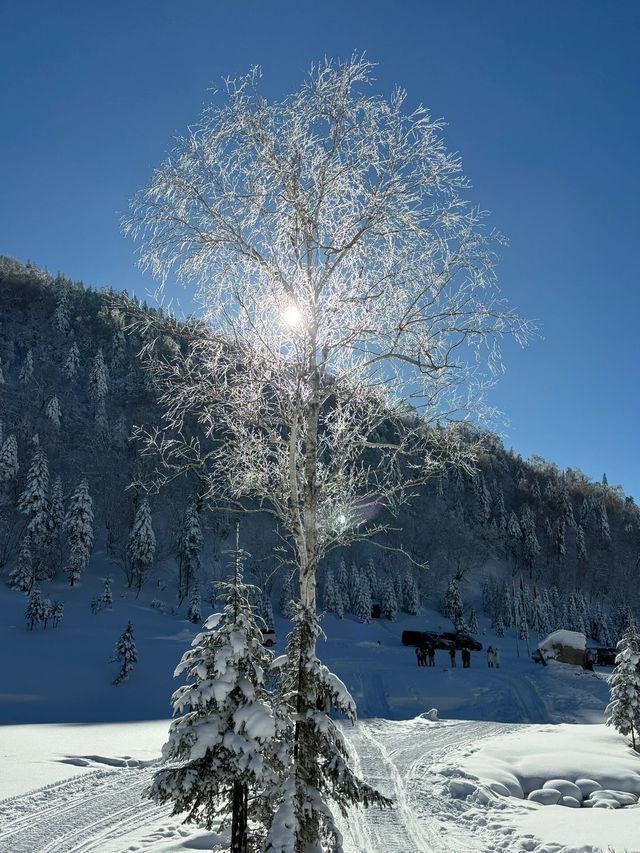 雪谷太美了，下次不會來了