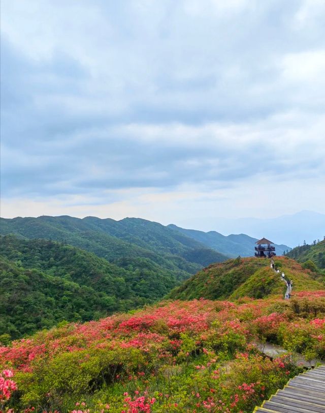 大圍山10萬畝杜鵑花進入最佳觀賞期