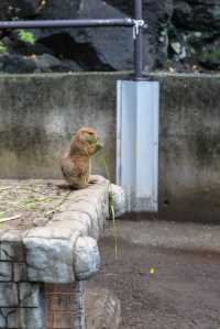 靜岡旅遊｜五遊伊豆，終於打卡了心水的動物園。