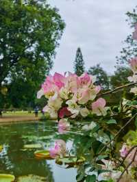 華南國家植物園。