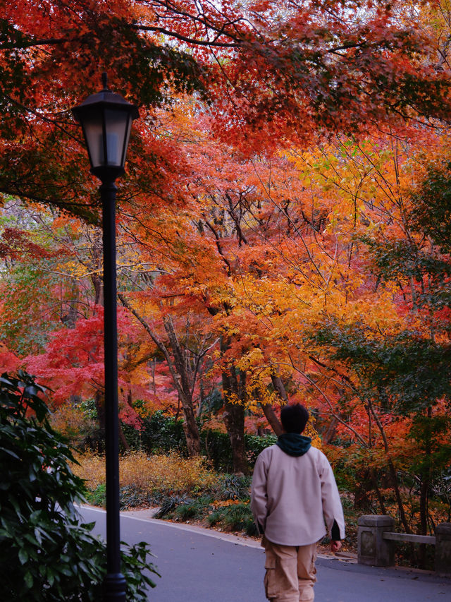 比起棲霞山，我更愛這個楓葉紅人極少的小眾旅行地