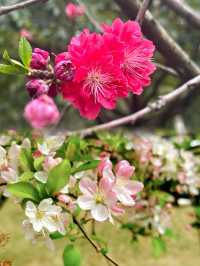 成都塔子山公園|欒樹迎秋季