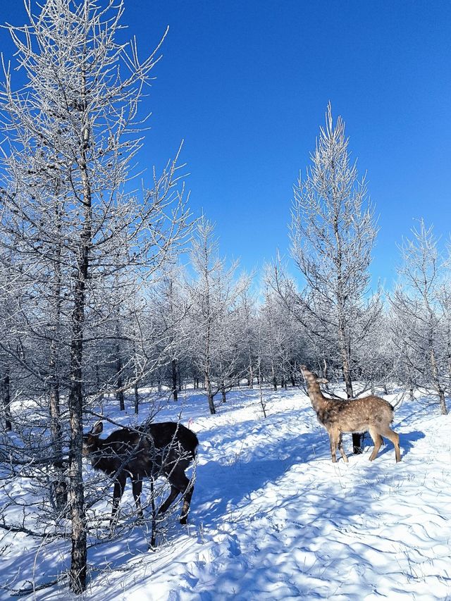 內蒙古烏蘭布統｜南方人夢裡的林海雪原