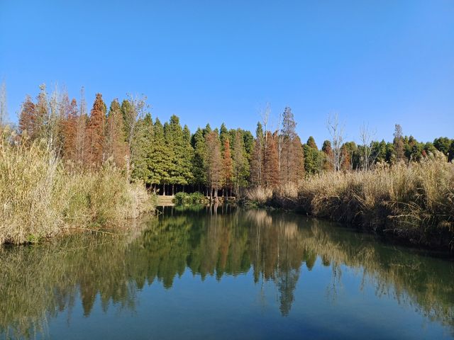 撈魚河公園——樹和鳥的樂土