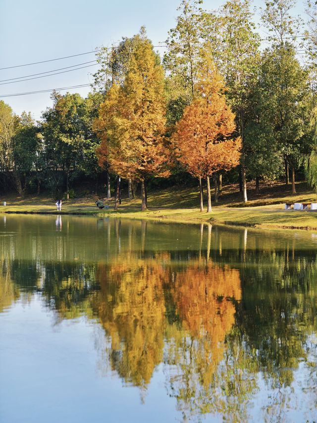 長沙小眾寶藏公園，闖入秋日油畫般紅杉林。