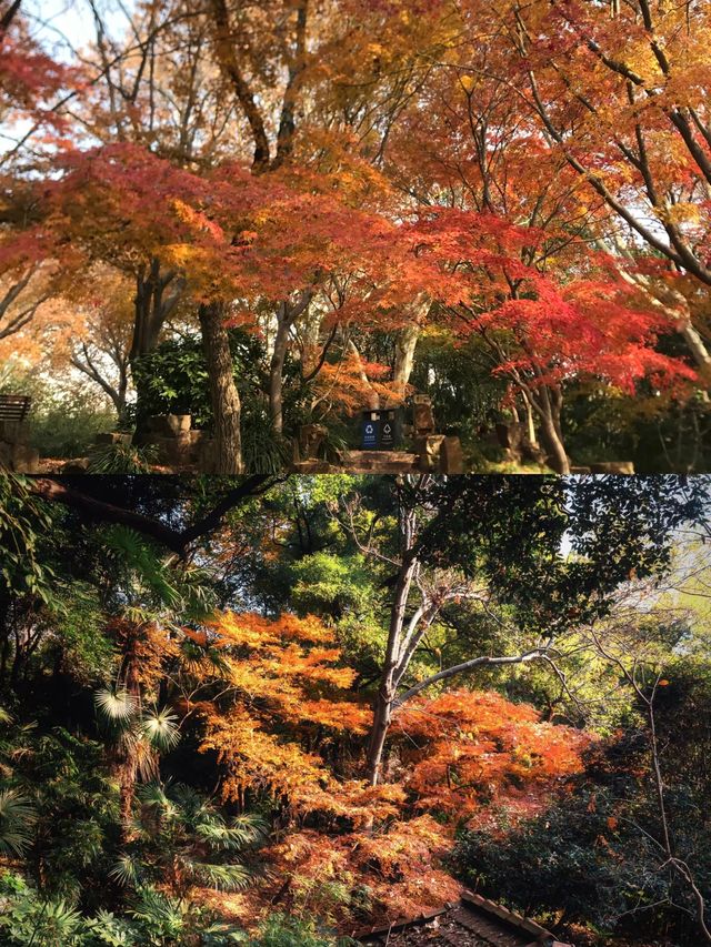 在魯迅公園看楓葉，花得最值的一筆錢.....