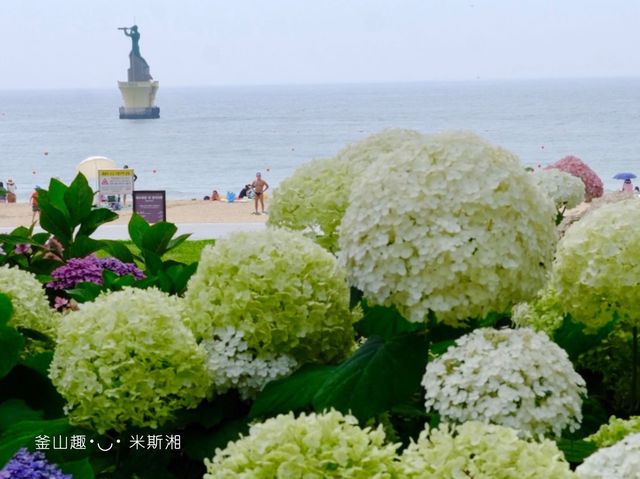 🇰🇷韓國｜釜山➰夏季釜山海邊賞五顏六色繡球花《海雲台 松林店》