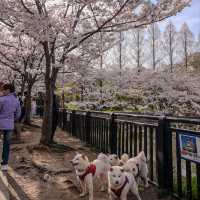 🇯🇵 Osaka castle park | Mesmerizing view of cherry blossom 🌸