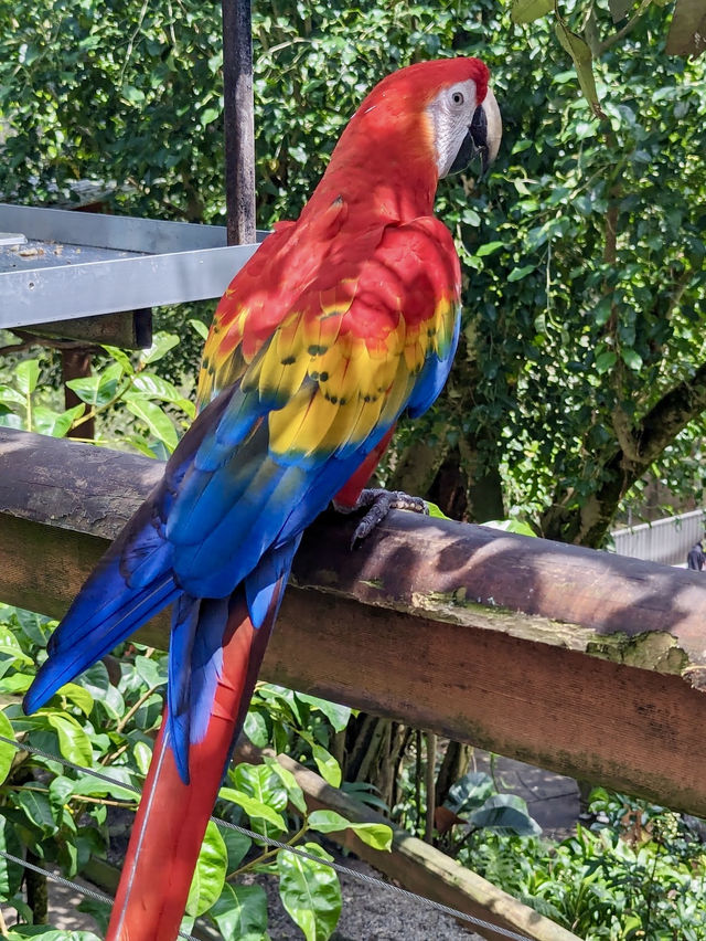 Kuranda Koala Gardens