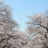 Sakura in Love Tokyo