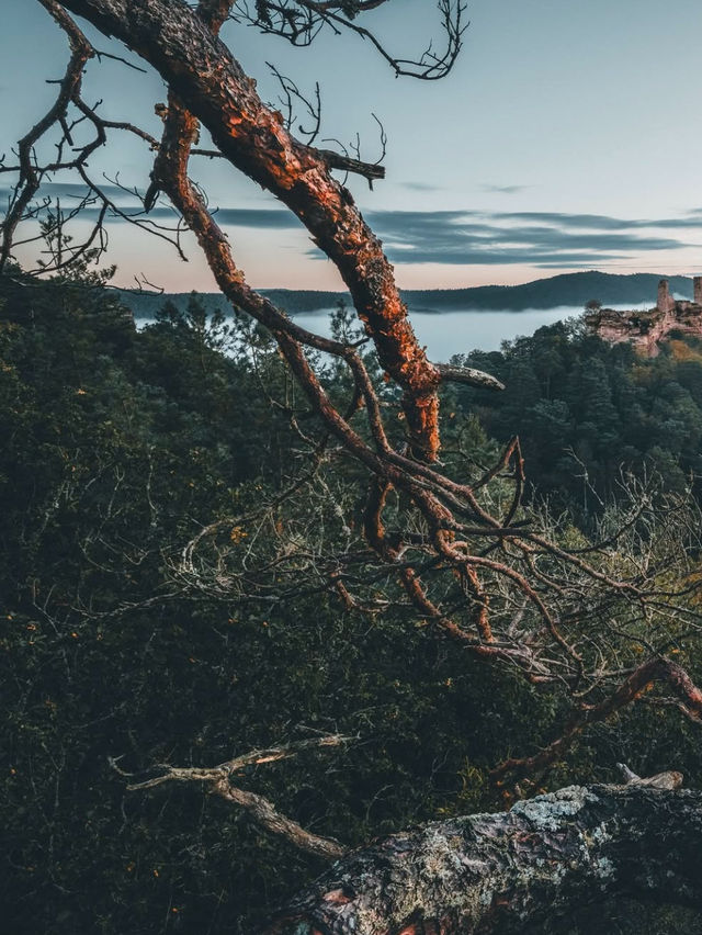 Wandering Through the Pfälzerwald: A Hiker’s Escape 