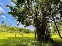 Timeless Tranquility at Candi Borobudur