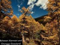 Best Autumn Viewing Experience 2/3 [Xiannairi Snow Mountain, Yading Nature Reserve]