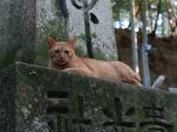 The Iconic Pathways of Fushimi Inari: Kyoto’s Must-See Shrine