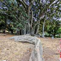 The biggest tree in Europe