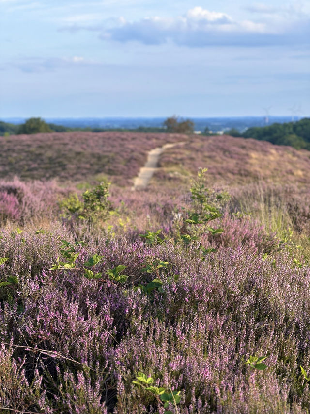 Heather is in Full Bloom at The Veluwe