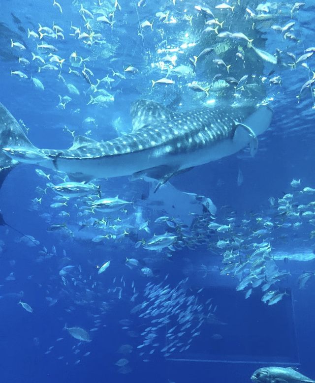 終於去到小新同款水族館啦！