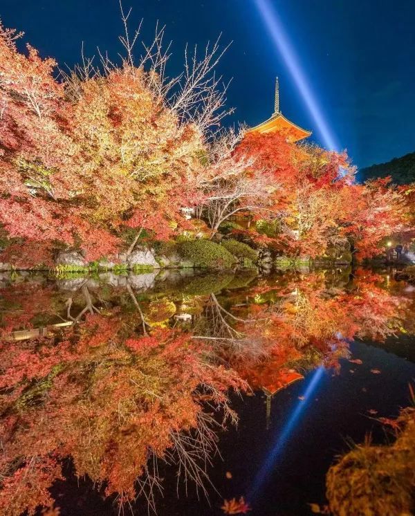 Explore Kyoto's Nighttime Autumn Foliage in 2023