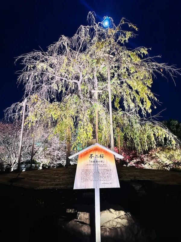 Special Opening: Kyoto Toji Temple Night Maple Light Show