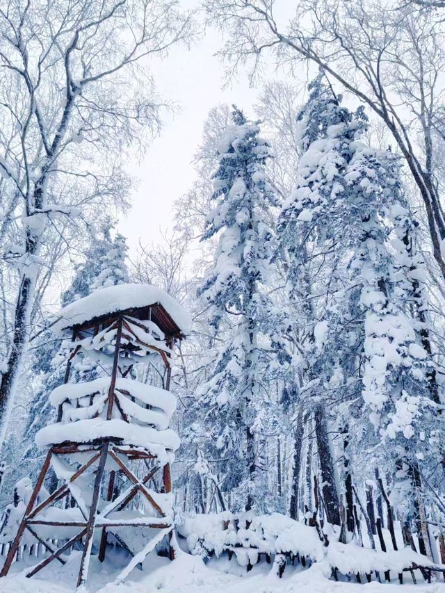 雪→_→冬季大自然的美→_→狗熊嶺遊玩