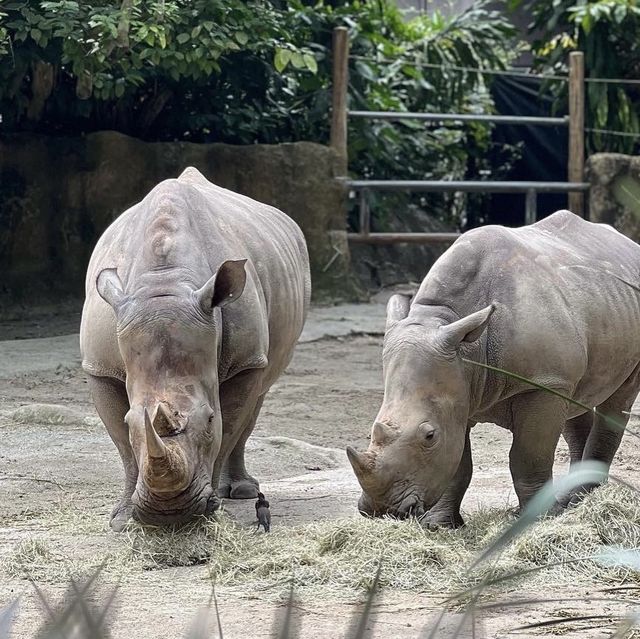 A Touch With Wildlife- SG Zoo !