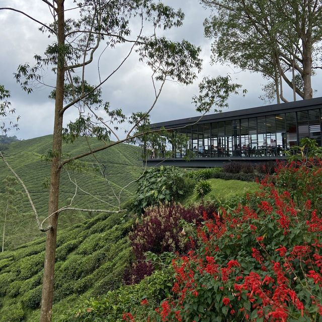 Nature’s Brew: Explore Boh Sungei Palas Tea Garden 🫖🇲🇾