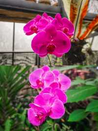 Discover the Magic of Orchid Forest Cikole 