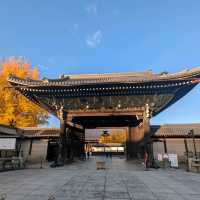 🇯🇵京都「西本願寺 東本願寺」銀杏盛開實況！穿越時空的寧靜之美