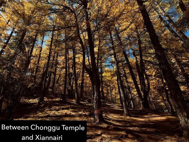 Best Autumn Viewing Experience 2/3 [Xiannairi Snow Mountain, Yading Nature Reserve]