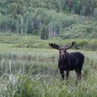 Find a moose around moose ponds