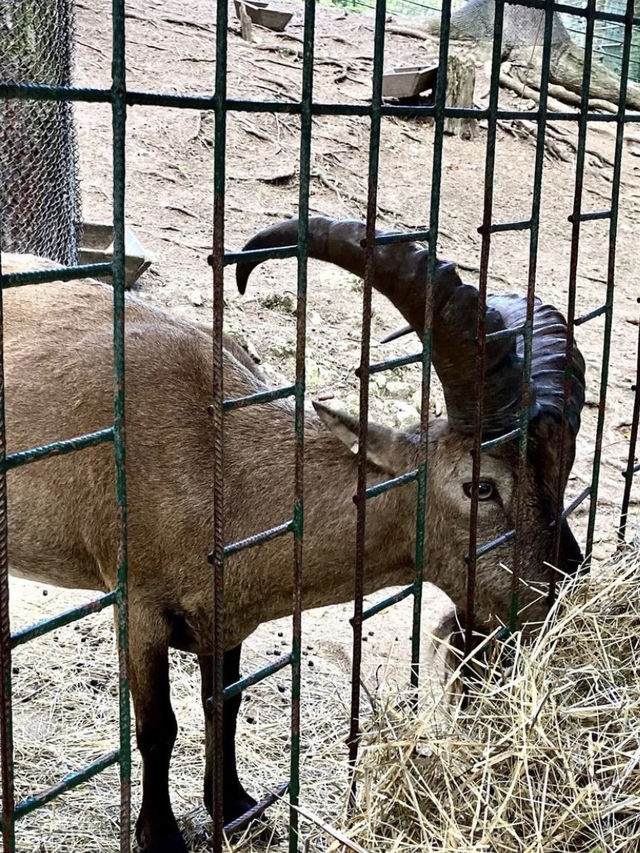 Animal festival at Zoo Bojnice 🐫🐘