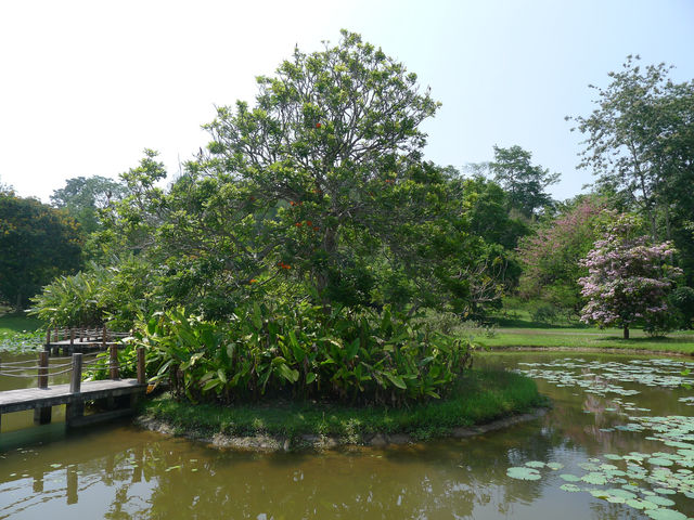 景洪·熱帶植物園西區——園藝的巔峰之作。