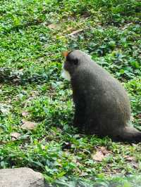 廣州動物園一遊。