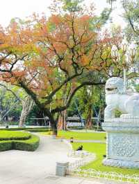 廣州人民公園的楓樹紅了，出門拾秋去