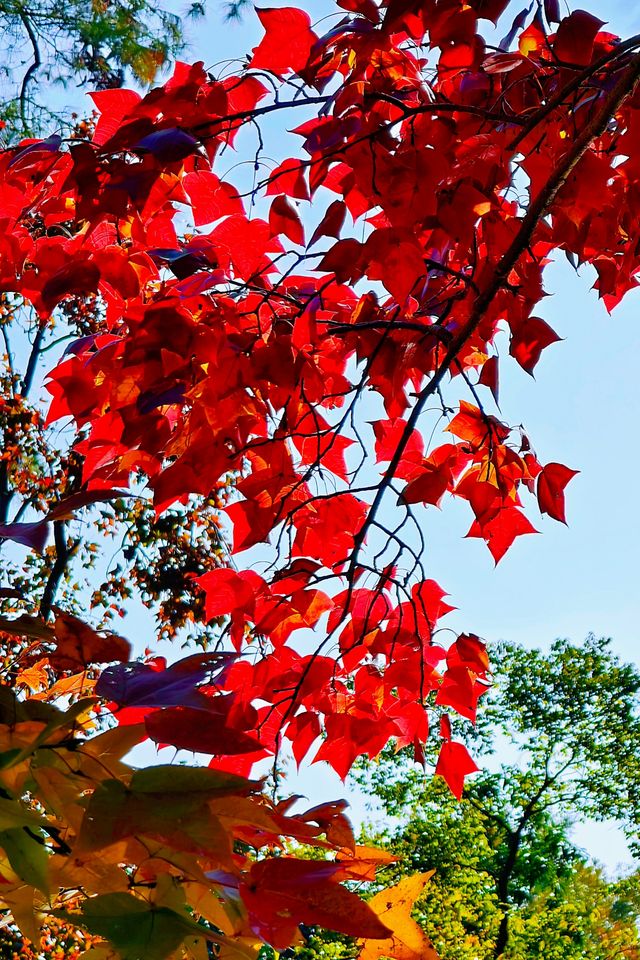 蘇州天平山滿目紅葉驚艷眼球