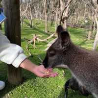 Wildlife sanctuary in Melbourne!