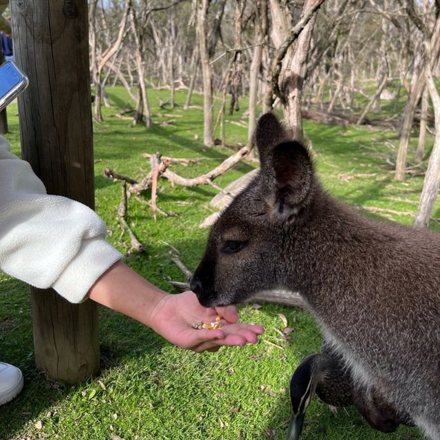 Wildlife sanctuary in Melbourne!