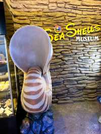 Seashells Museum The Shore Oceanarium 