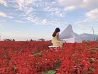 Pretty Flower field 🌷🪻at Taichung