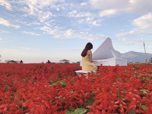 Pretty Flower field 🌷🪻at Taichung