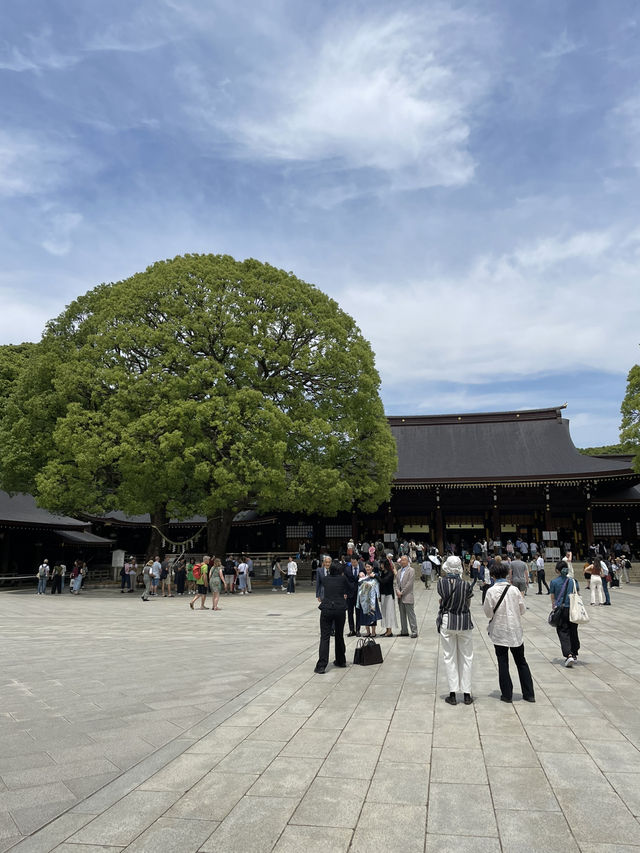 Serenity in the Heart of Tokyo: A Walk through Meiji Jingu