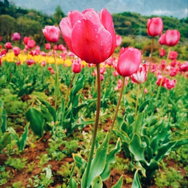 MESMERISING VIEW OF 73 VARIETIES OF TULIPS.