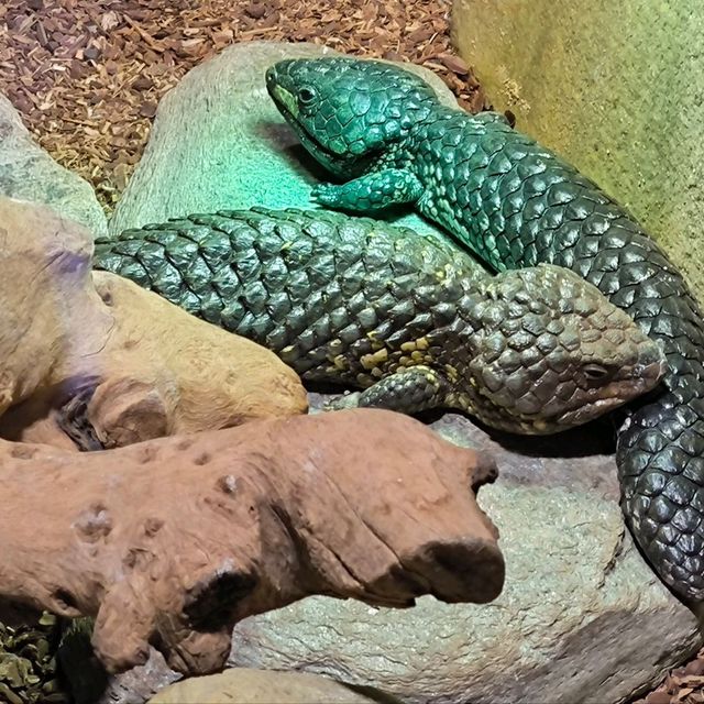 【墨爾本海洋生物水族館】是可近距離觀看海洋生物,實屬難得,來吧！