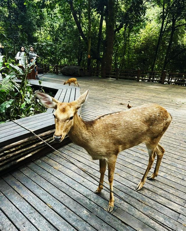 普洱周邊｜誤入與動物0距離“鮮為人知”的寶藏地