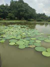 武漢仙境 | 武漢植物園，邂逅自然之美。