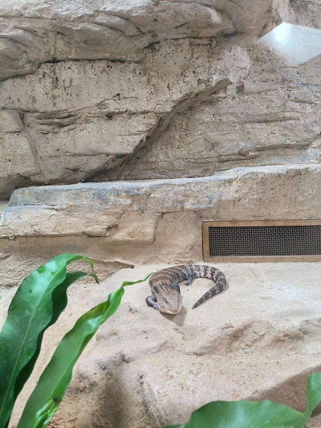 天氣正好，遛娃好去處——上海動物園。