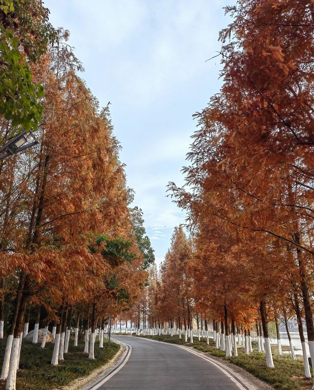 湖北襄陽月亮灣公園｜晚秋賞紅杉的高光時刻。