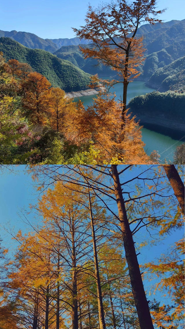 賞秋天花板四明山。